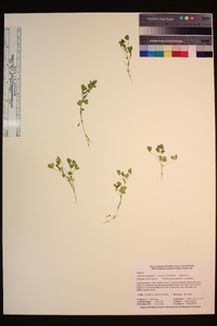 Trifolium monanthum subsp. monanthum image